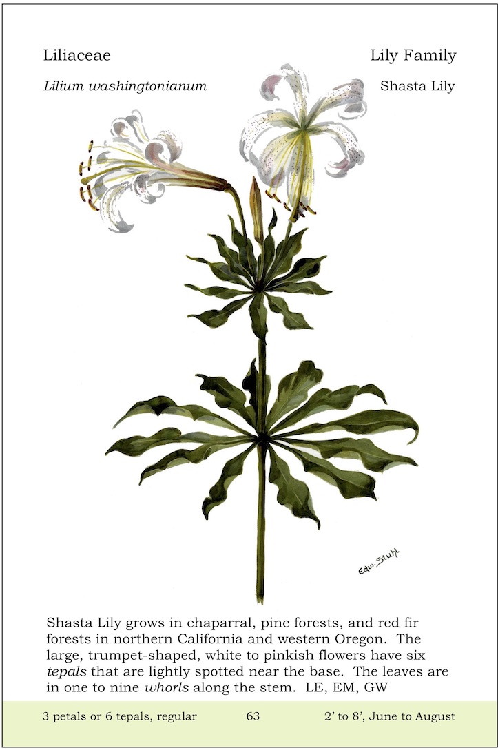 Shasta Lily